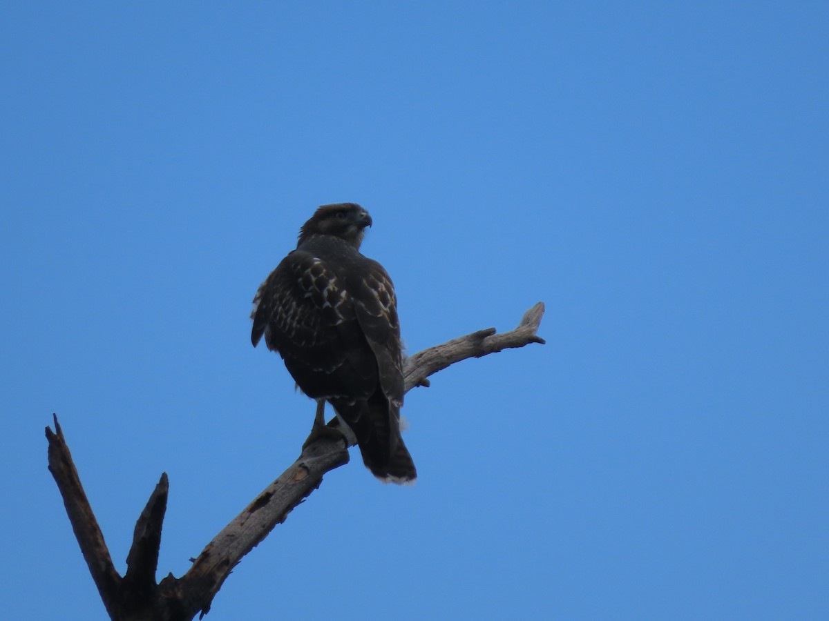 Red-tailed Hawk - ML600378591