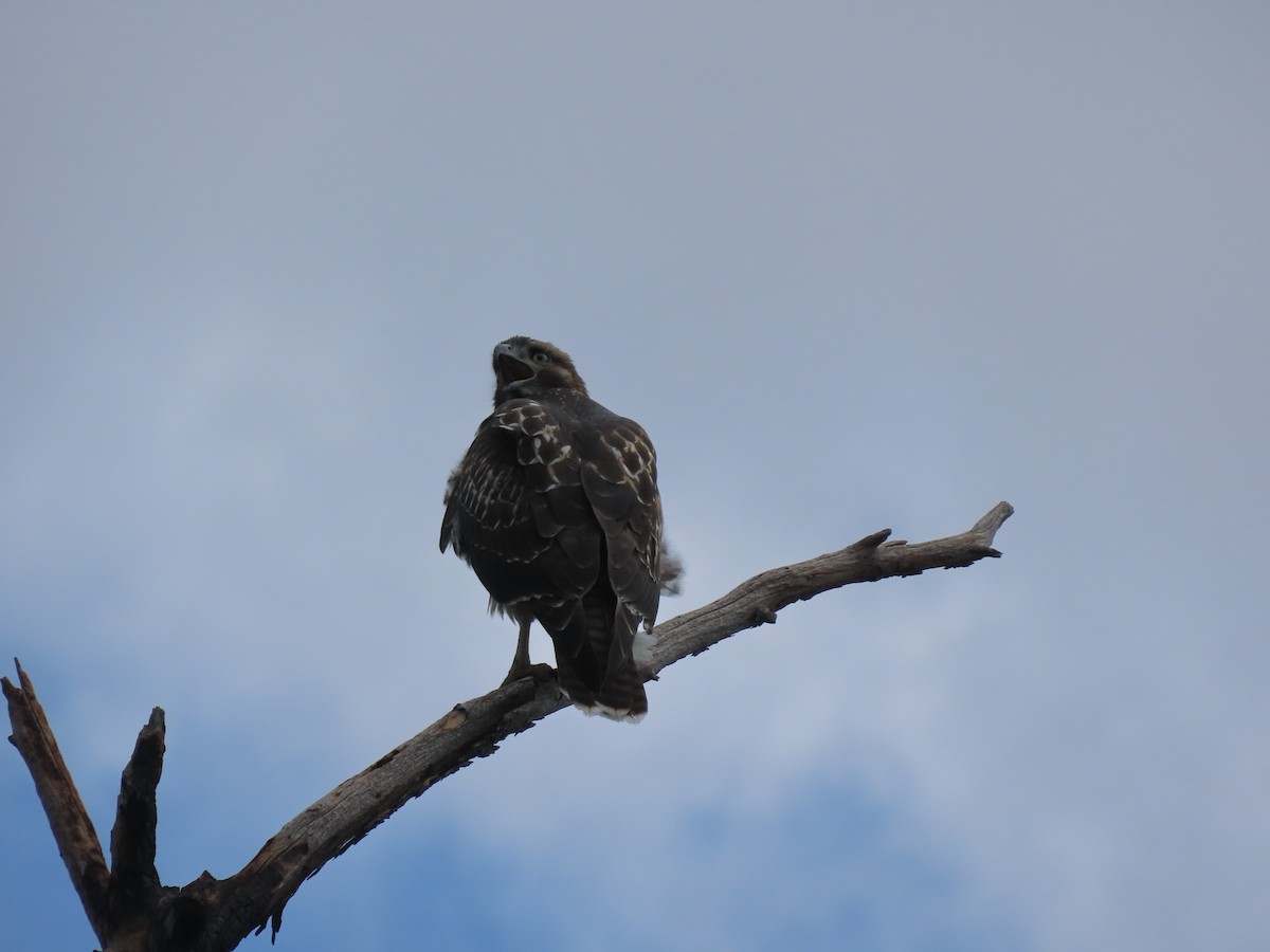 Red-tailed Hawk - ML600378601
