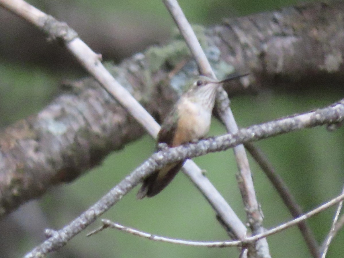 Broad-tailed Hummingbird - ML600378911