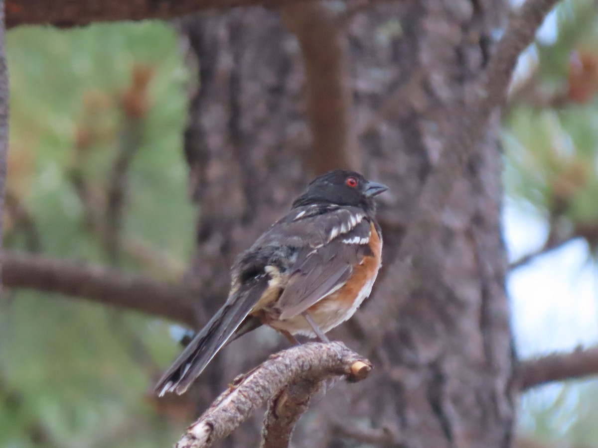 Spotted Towhee - ML600379371