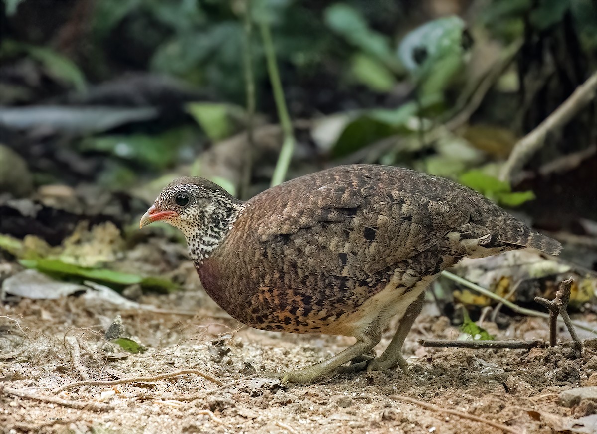 Scaly-breasted Partridge (Tonkin) - ML600382491