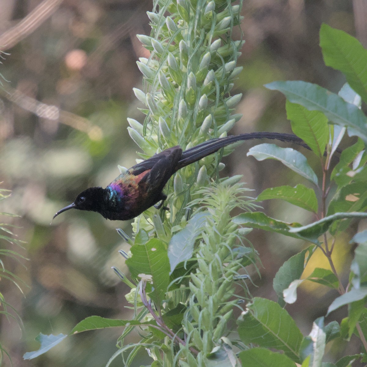 Purple-breasted Sunbird - ML600387301