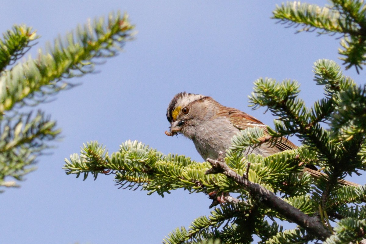 White-throated Sparrow - ML600390391