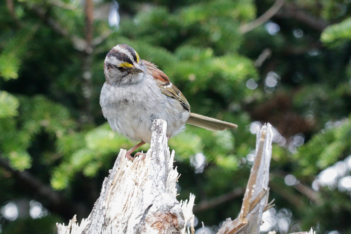White-throated Sparrow - ML600390401