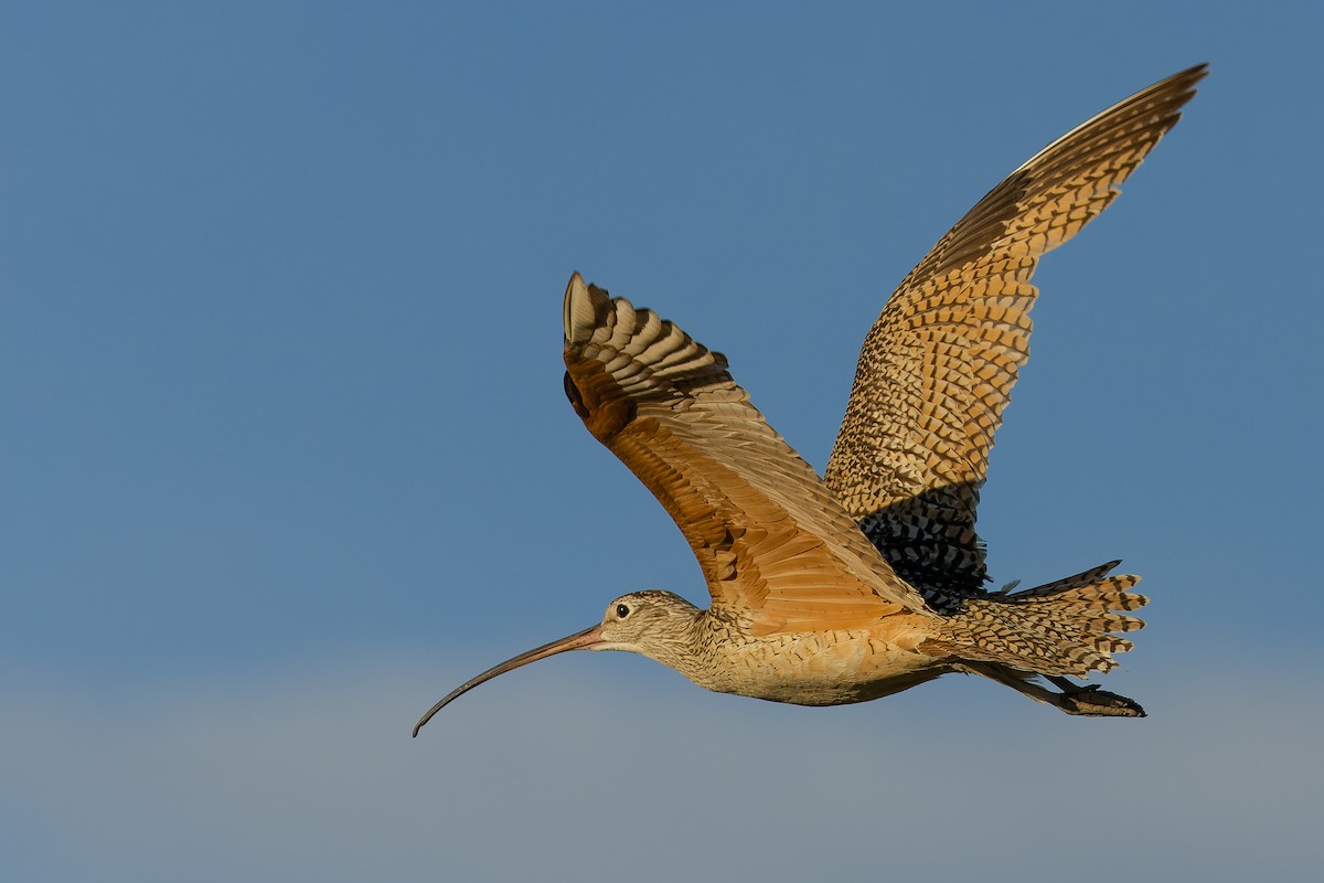 Long-billed Curlew - ML600391611