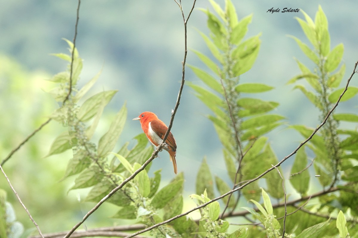 Scarlet-and-white Tanager - Ayde Solarte