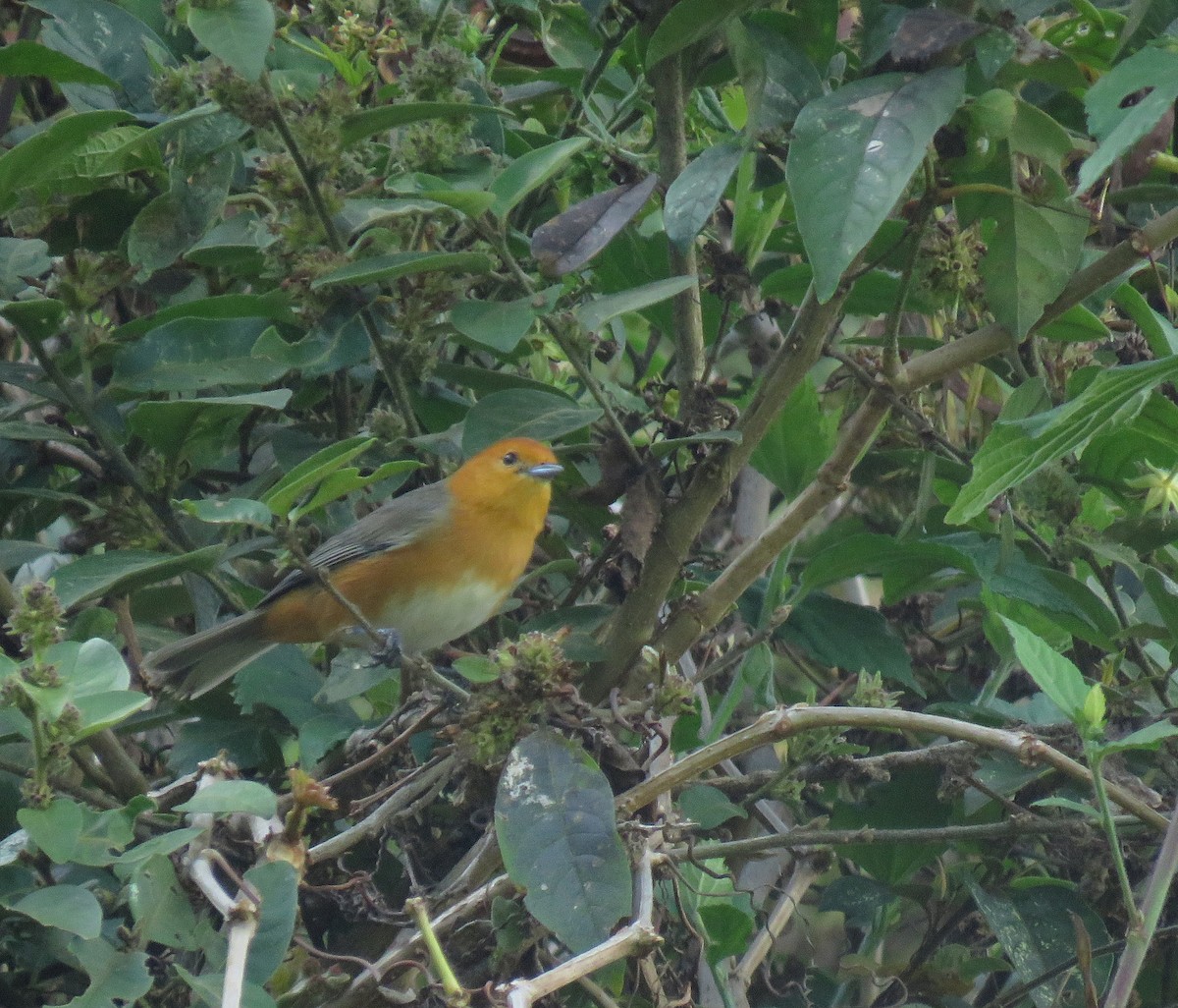 Rufous-chested Tanager - Iván Lau
