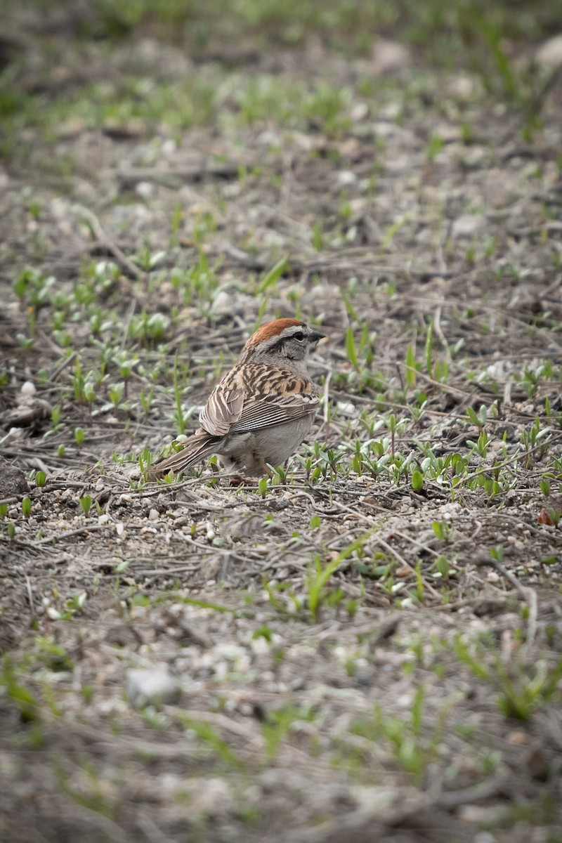 Chipping Sparrow - Deb Ford