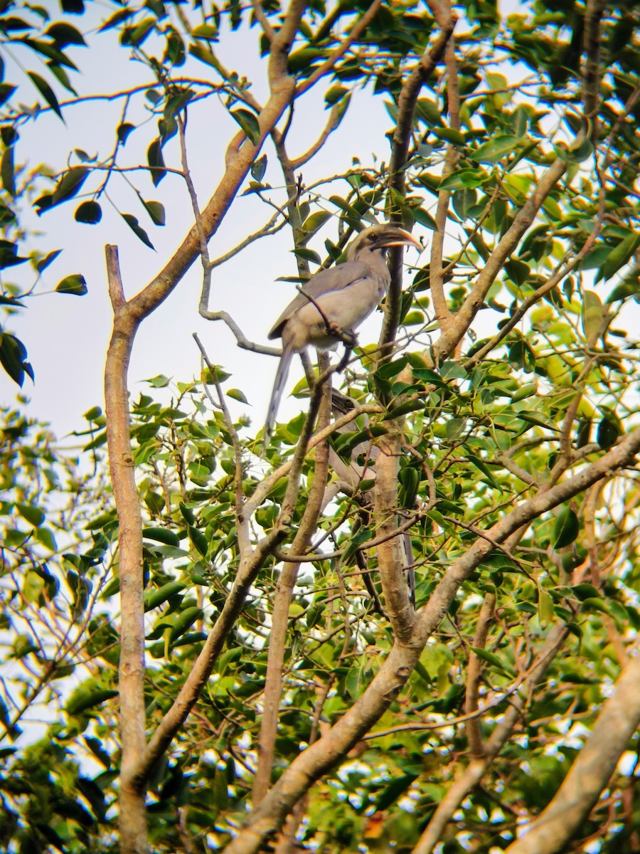 Indian Gray Hornbill - ML600397931