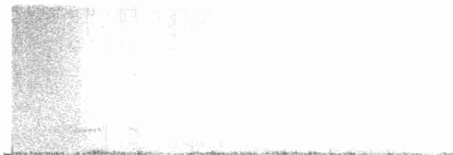 Weißbugtäubchen - ML600397951