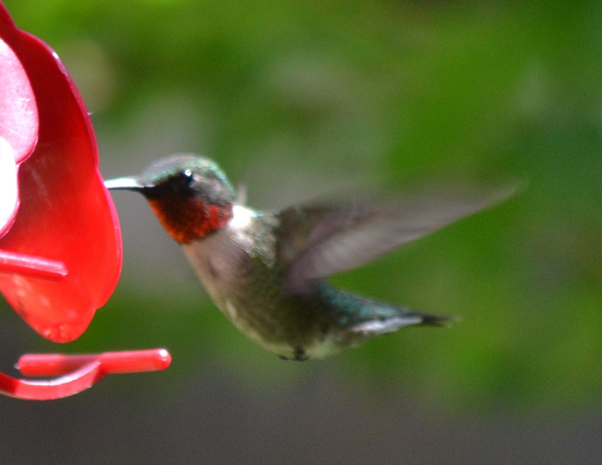 Ruby-throated Hummingbird - ML60040081