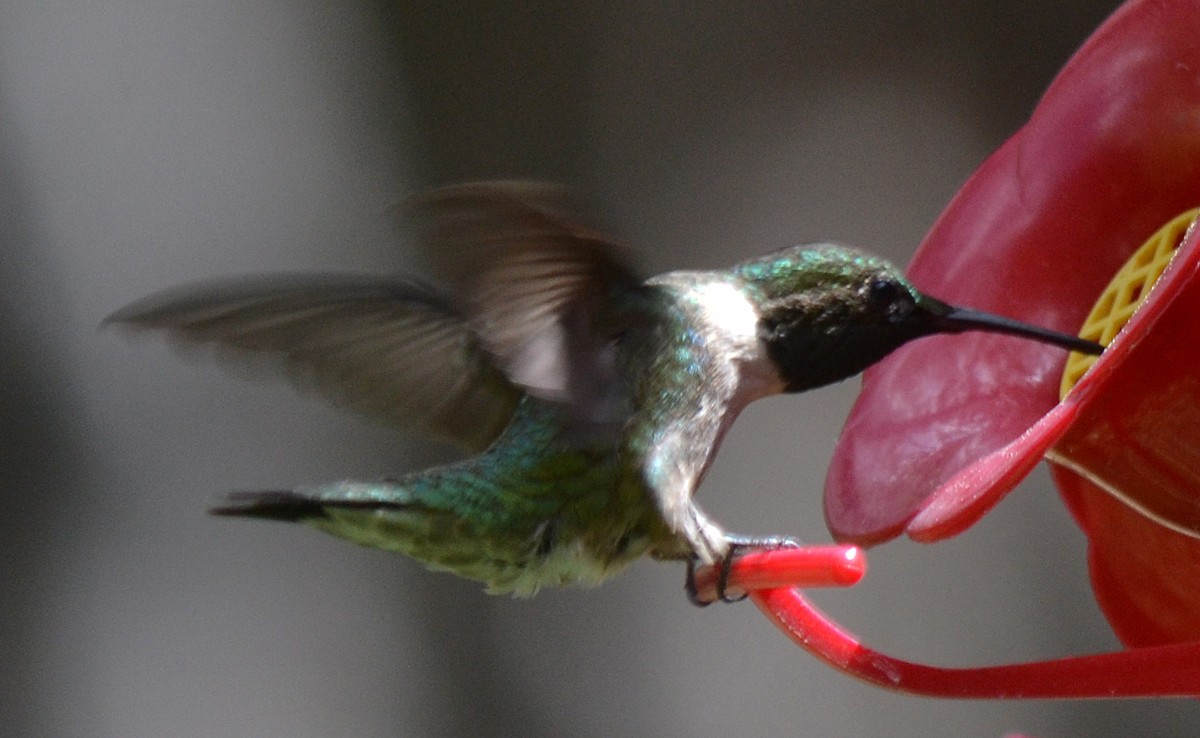 Ruby-throated Hummingbird - Jason Wilder