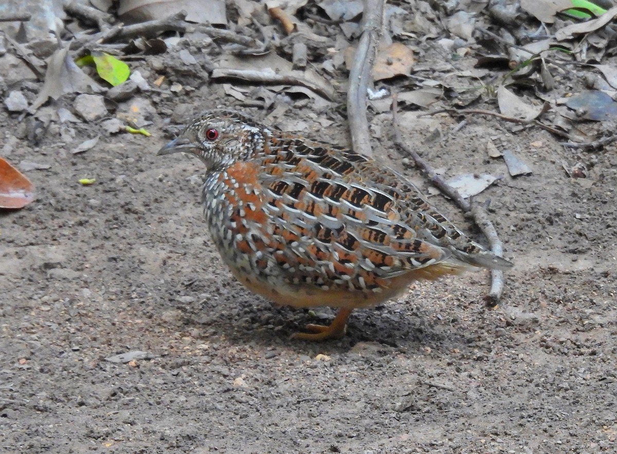 Painted Buttonquail - ML600402841