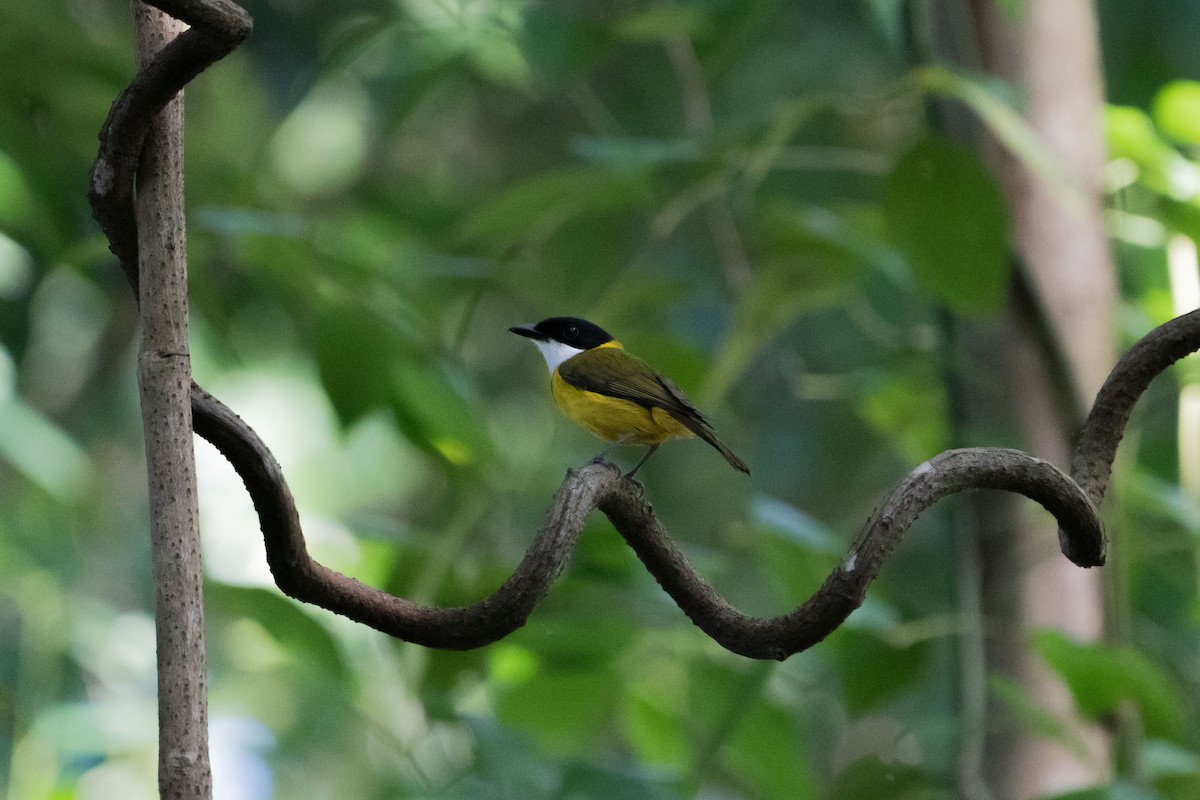 Yellow-throated Whistler (Timor) - ML600404831