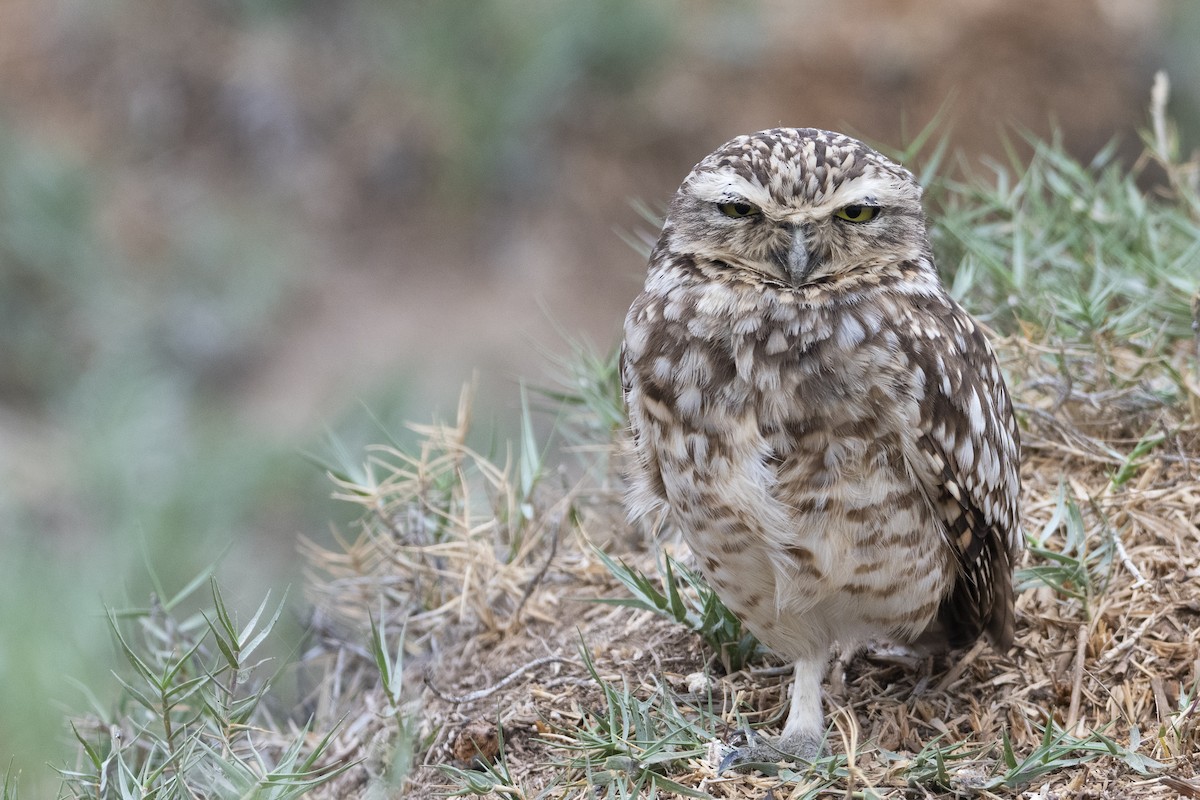Burrowing Owl - ML600408661