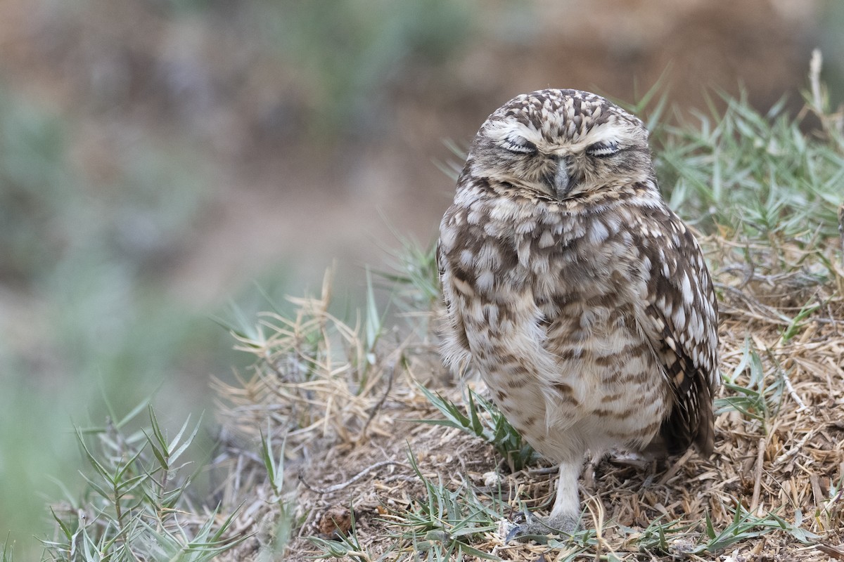 Burrowing Owl - ML600408671