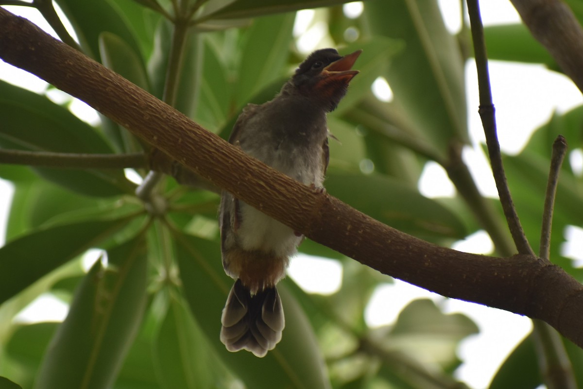 Red-vented Bulbul - ML600409151