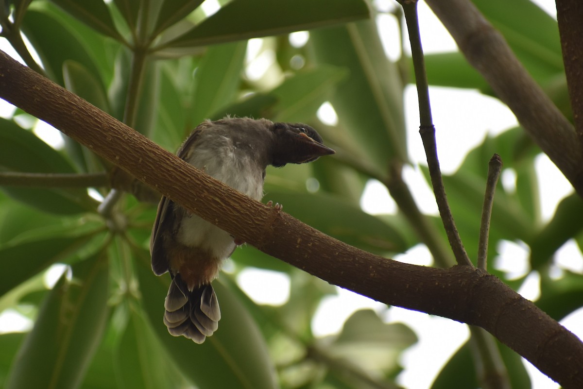 Red-vented Bulbul - ML600409161