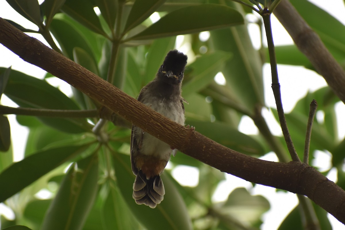 Red-vented Bulbul - ML600409171