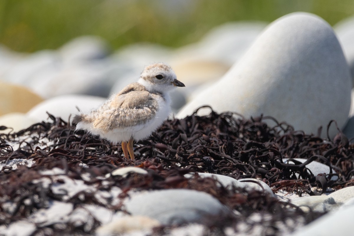 Piping Plover - Lyall Bouchard