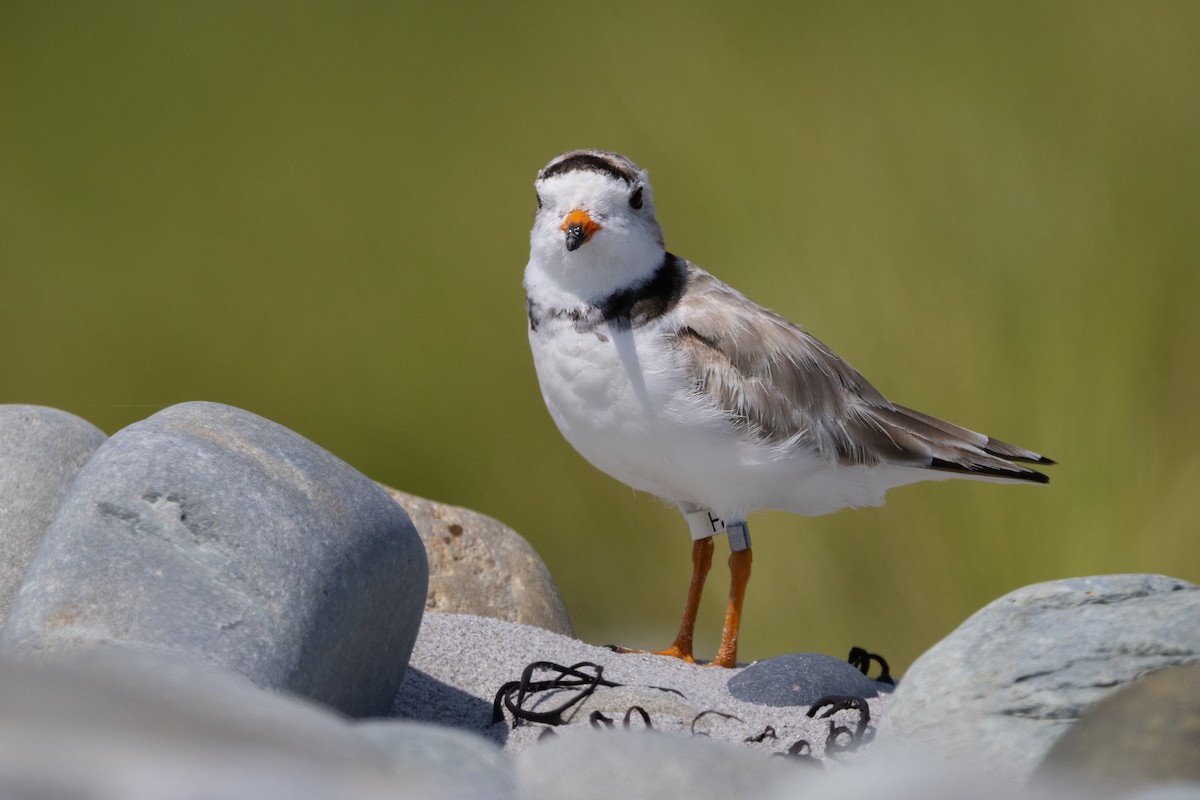 Piping Plover - ML600410351