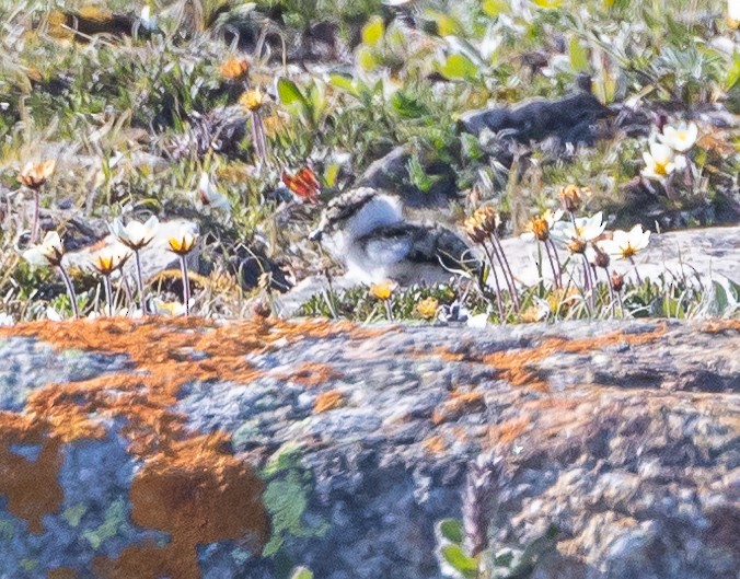 Semipalmated Plover - ML600411141
