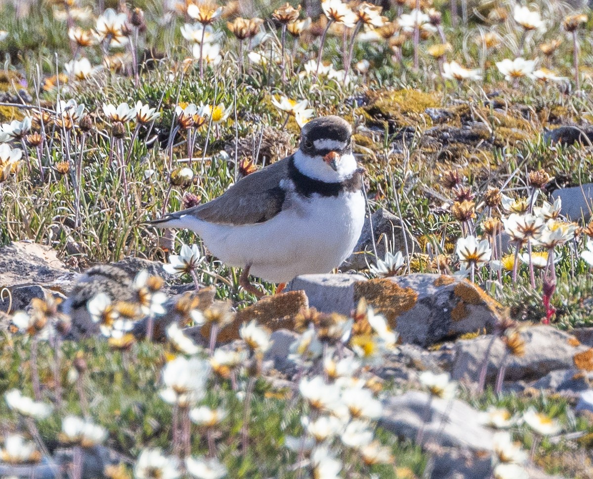 Semipalmated Plover - ML600411171