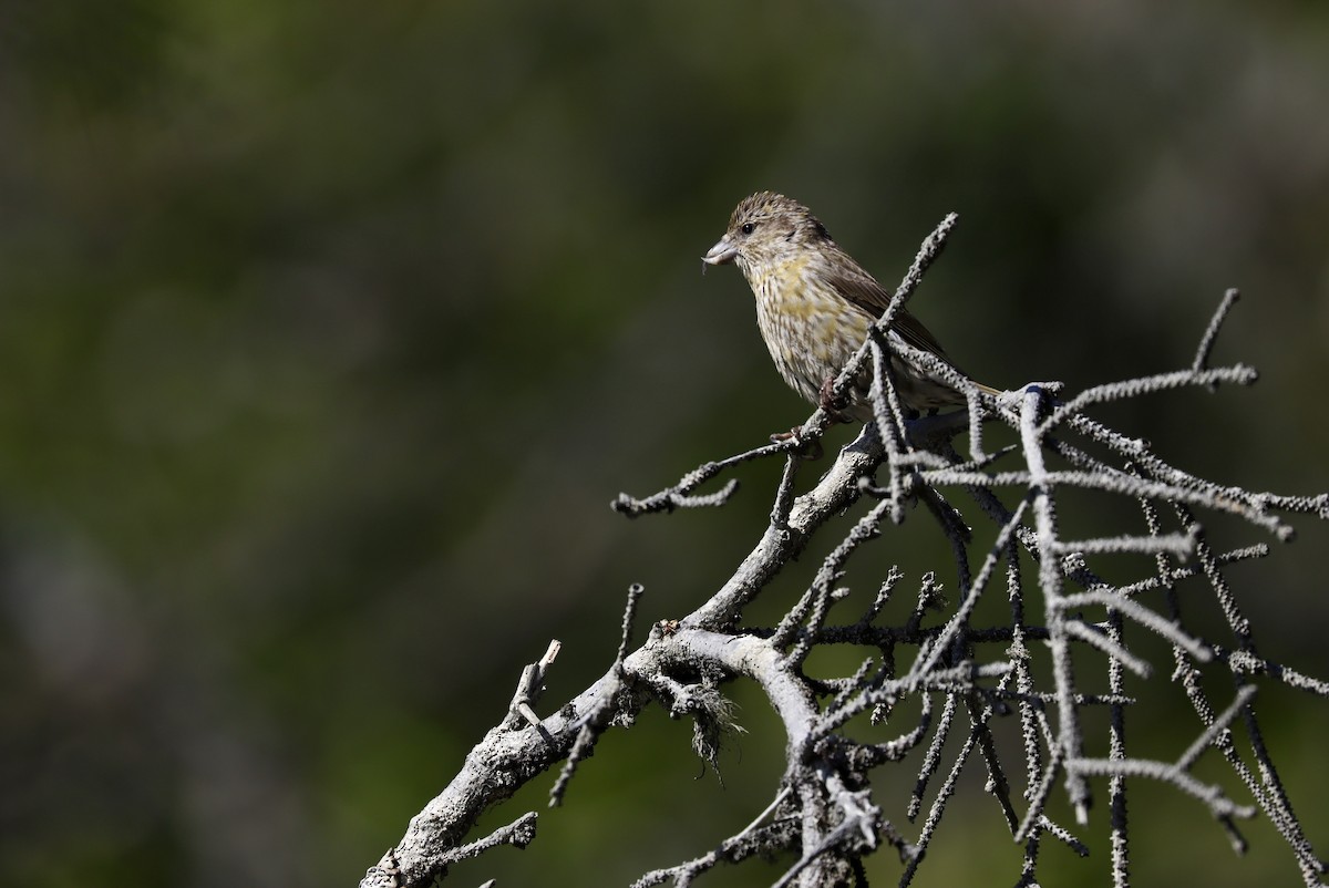 Red Crossbill (Sitka Spruce or type 10) - ML600412511