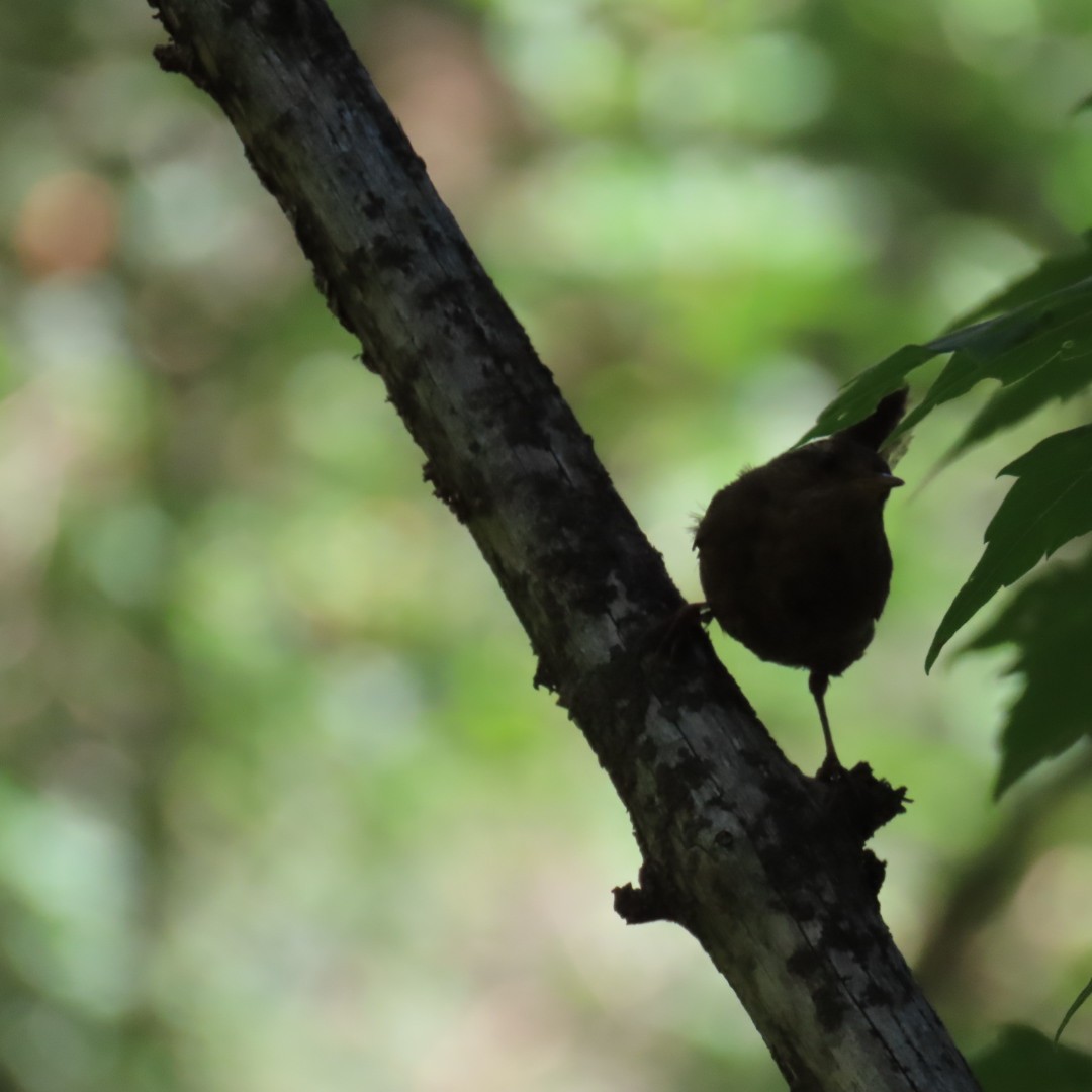 ebird-checklist-4-aug-2023-right-fork-maple-canyon-spanish-fork-us