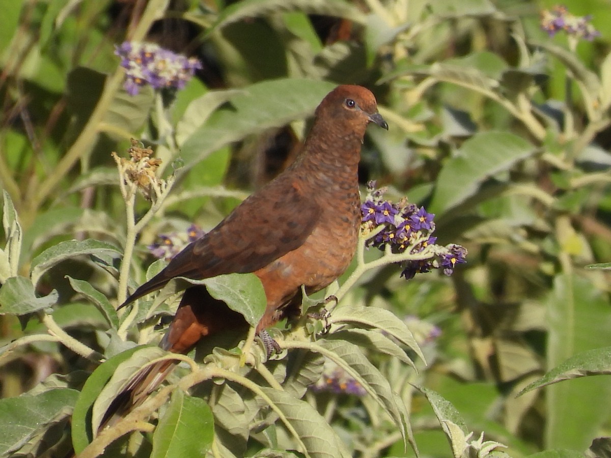 Brown Cuckoo-Dove - ML600414651