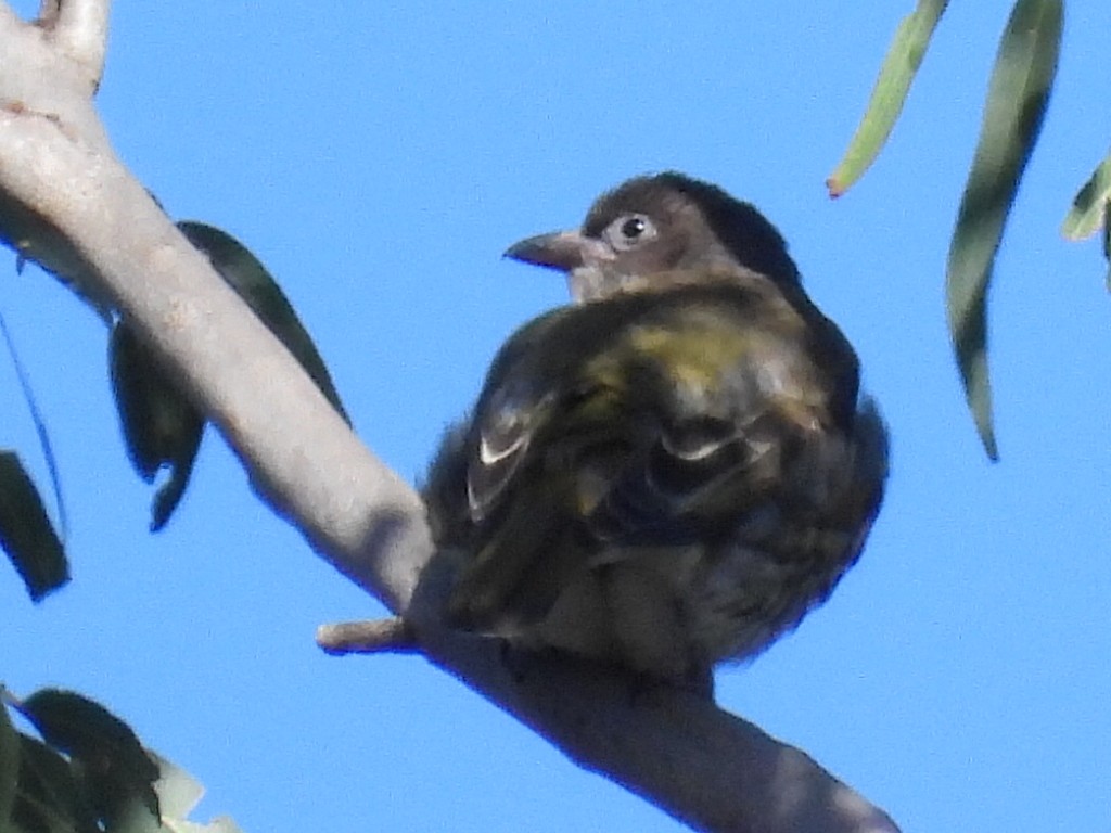 Australasian Figbird - ML600415411