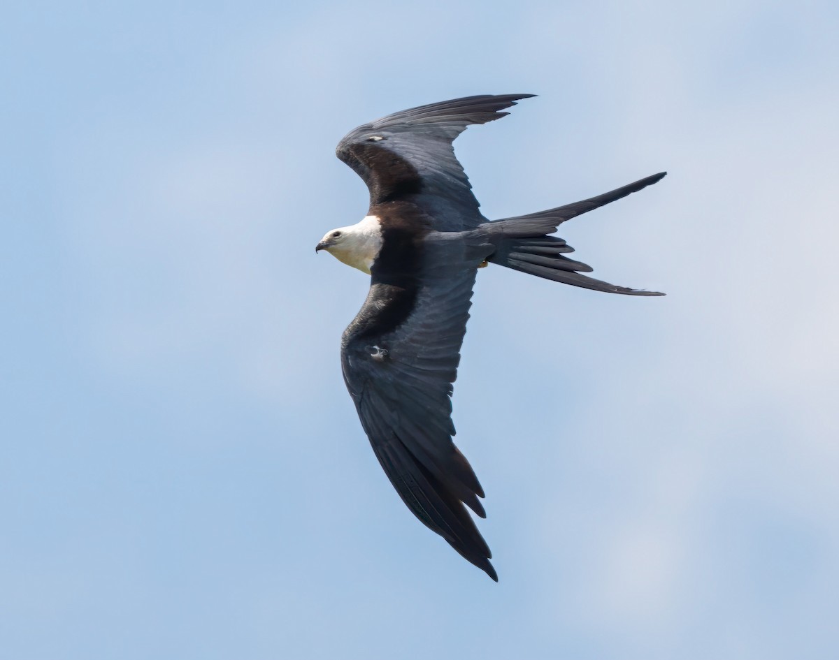 Swallow-tailed Kite - ML600415701