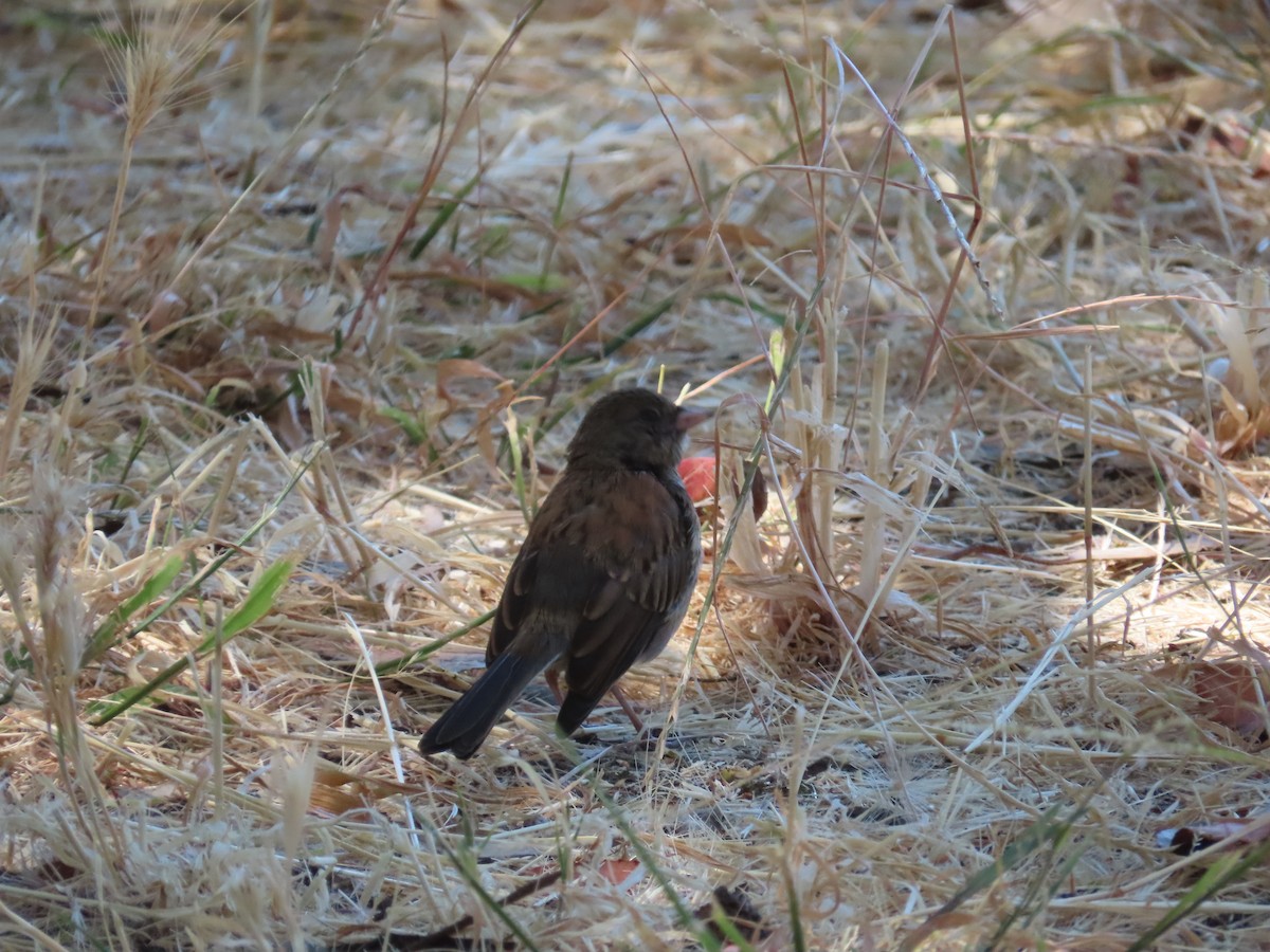 Dark-eyed Junco - ML600417501