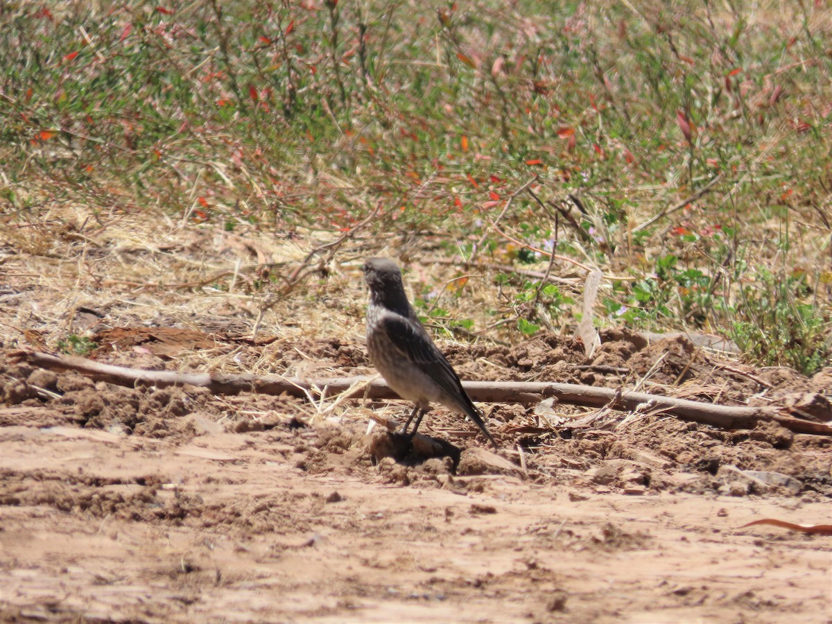 Western Bluebird - ML600417821