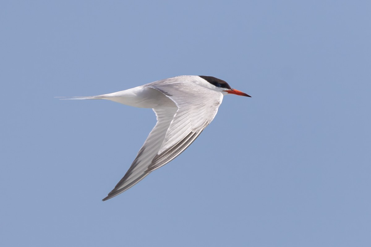 Common Tern - ML600418621