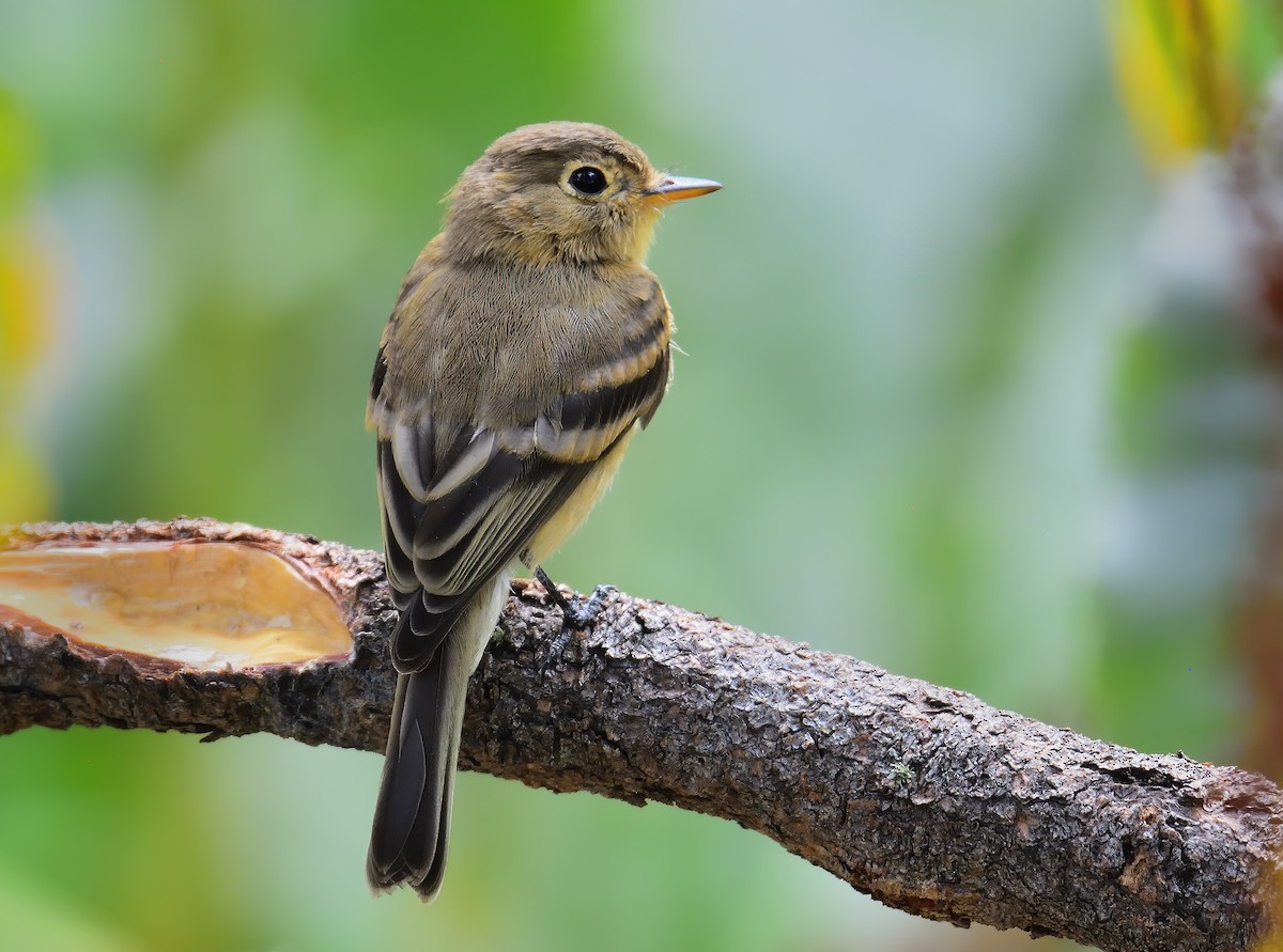 Buff-breasted Flycatcher - Ad Konings
