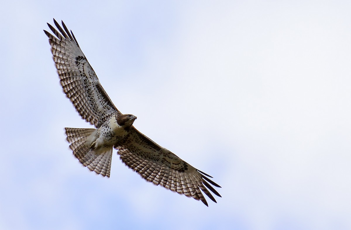Red-tailed Hawk - ML600418801