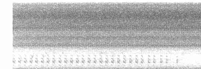 灰腳秧雞 - ML600421501