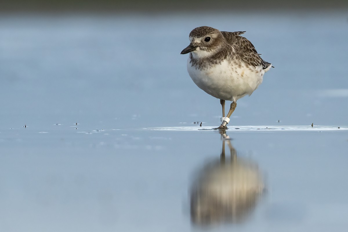 Red-breasted Dotterel (Southern) - Glenda Rees