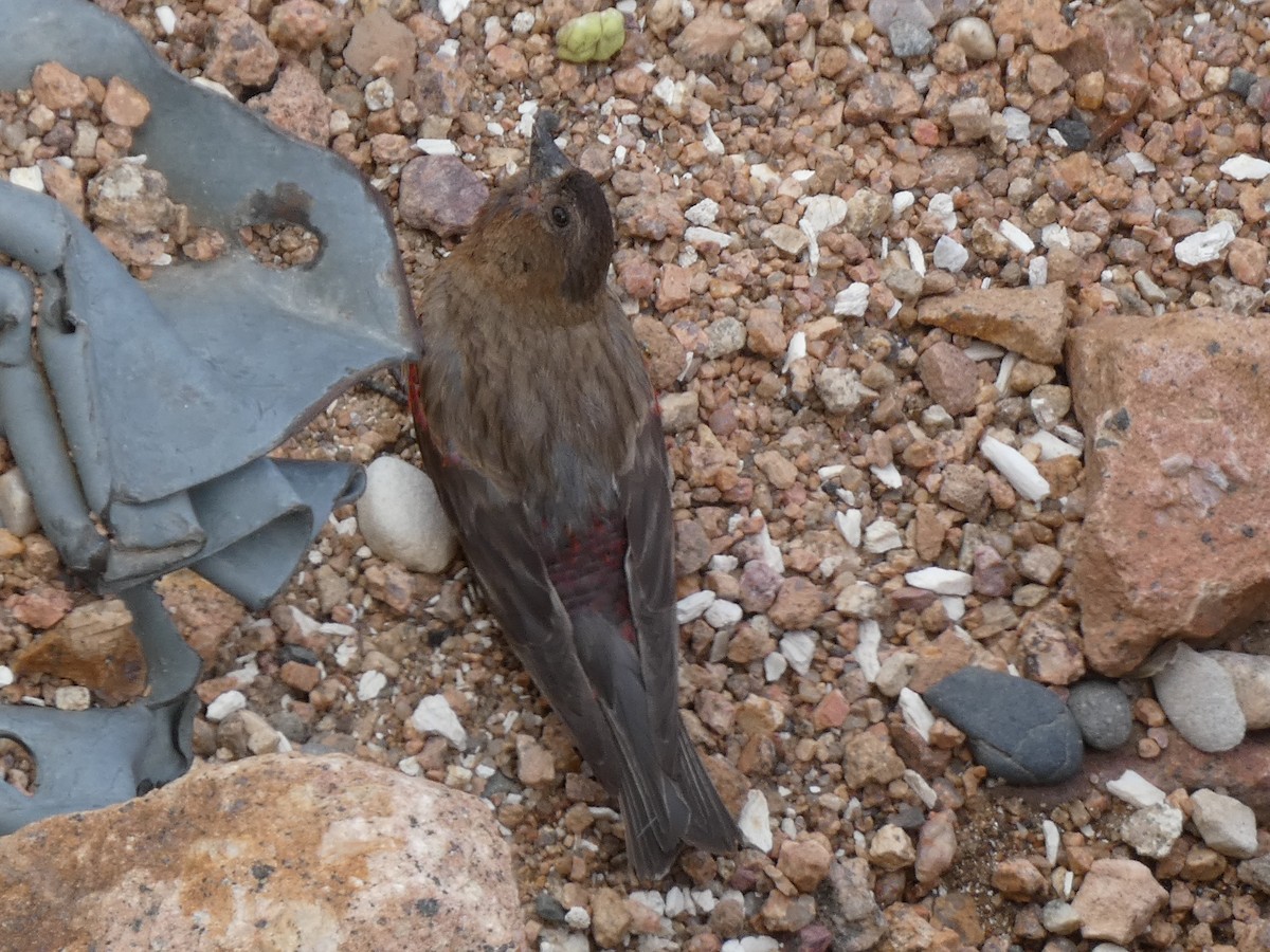 Brown-capped Rosy-Finch - ML600422691