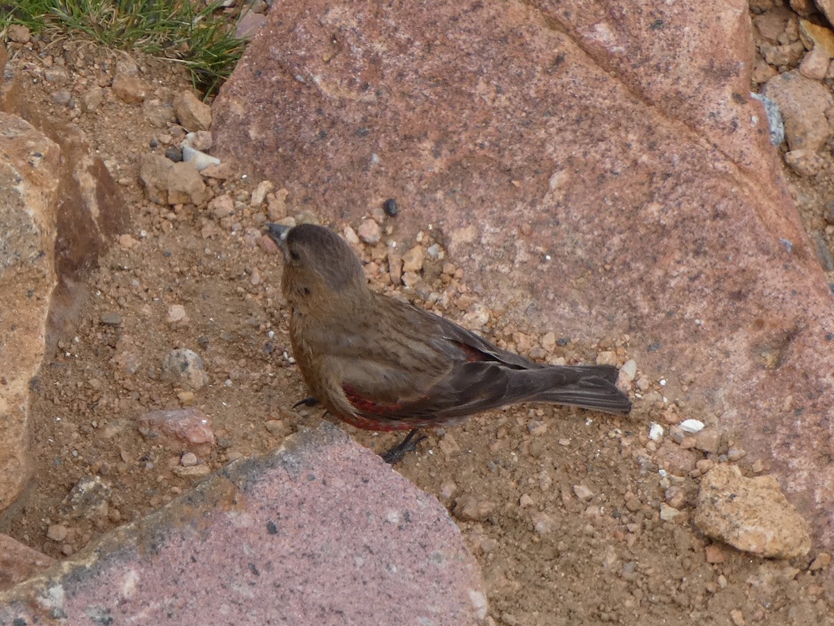 Brown-capped Rosy-Finch - ML600422701
