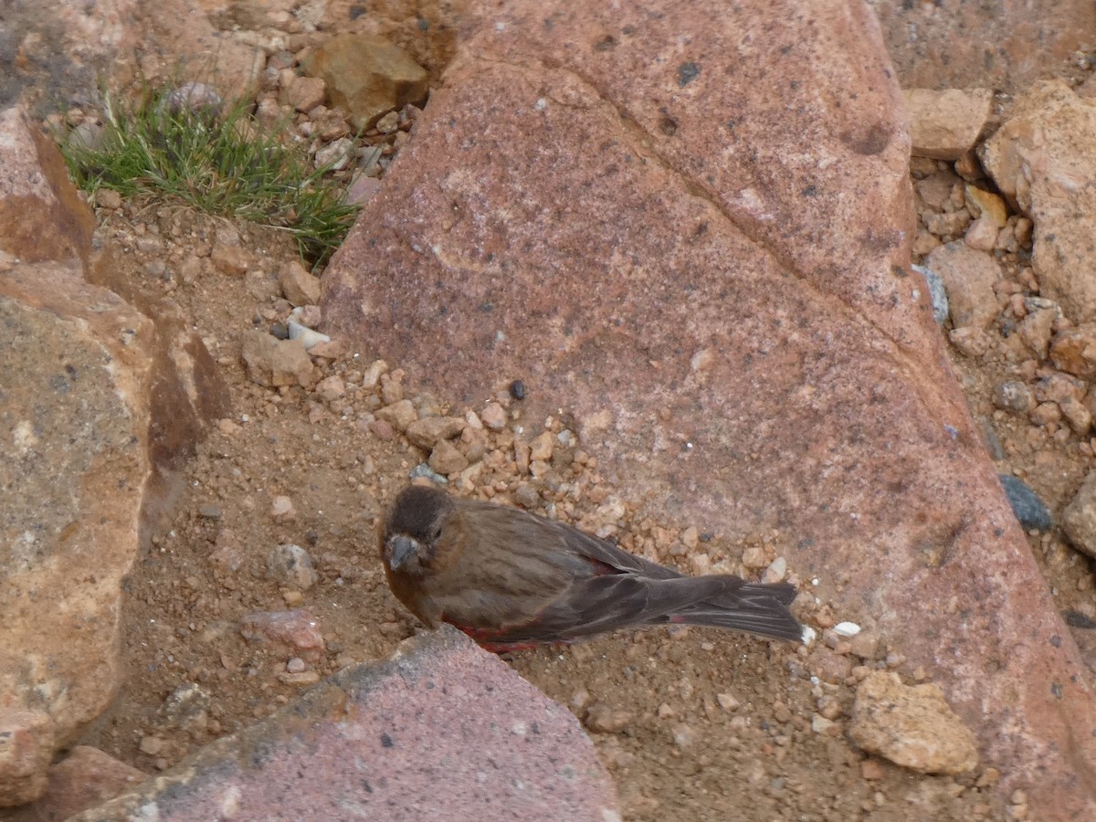 Brown-capped Rosy-Finch - ML600422711