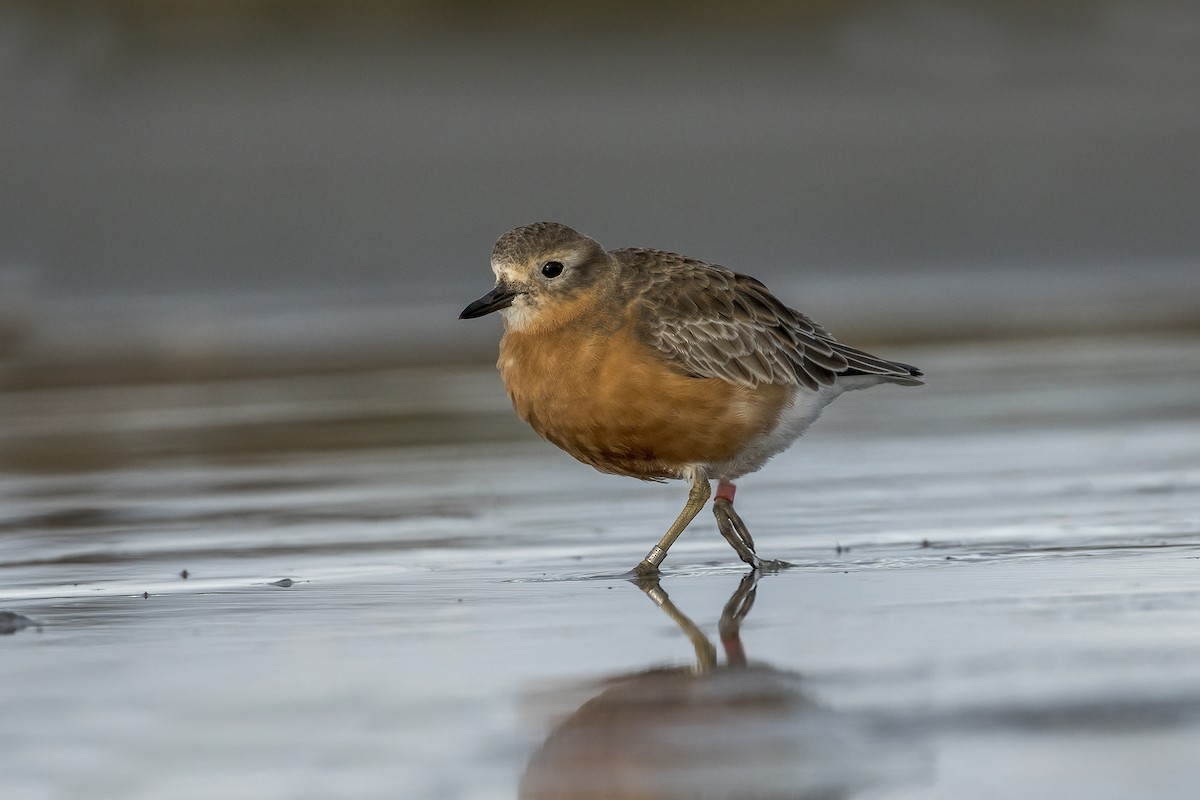 Red-breasted Dotterel (Southern) - ML600424671