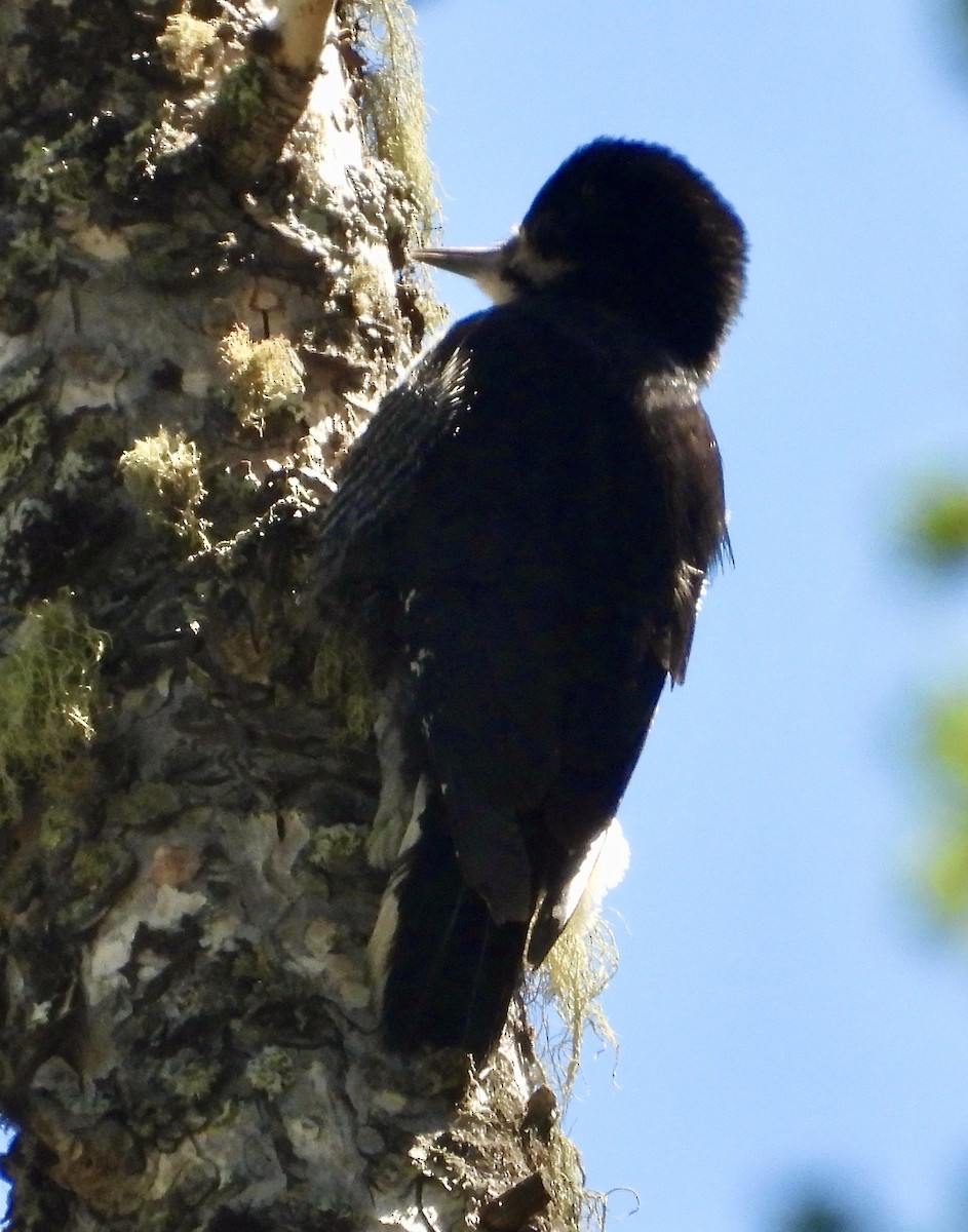 Black-backed Woodpecker - ML600426241