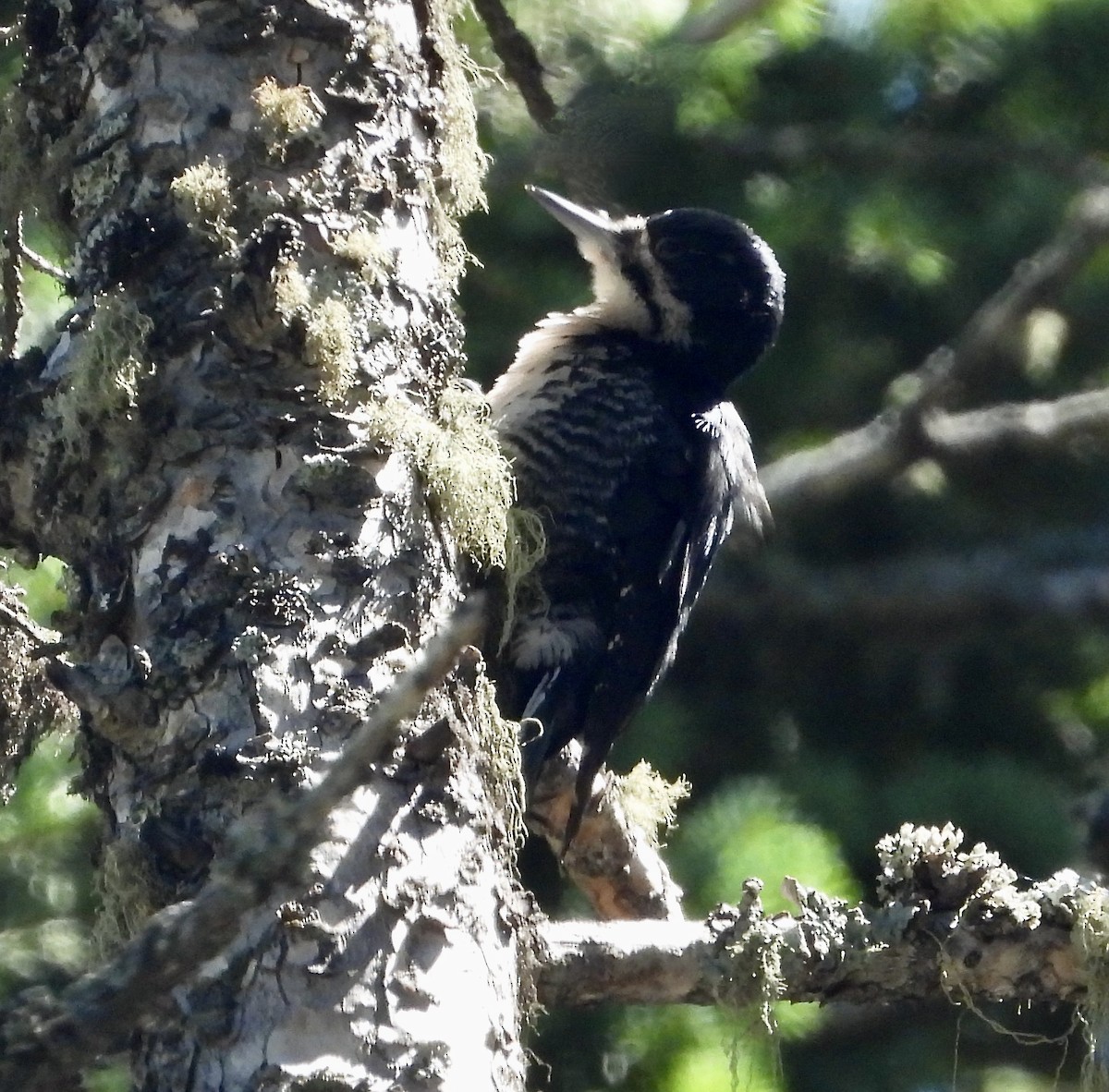 Black-backed Woodpecker - ML600426251