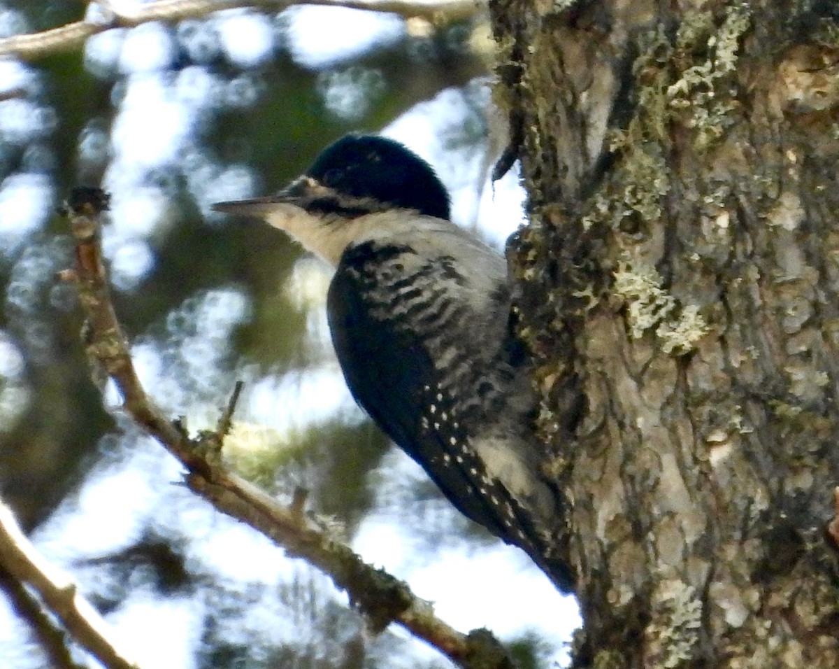 Black-backed Woodpecker - ML600426291