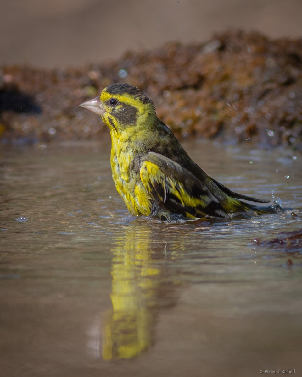 Yellow-breasted Greenfinch - ML600429321