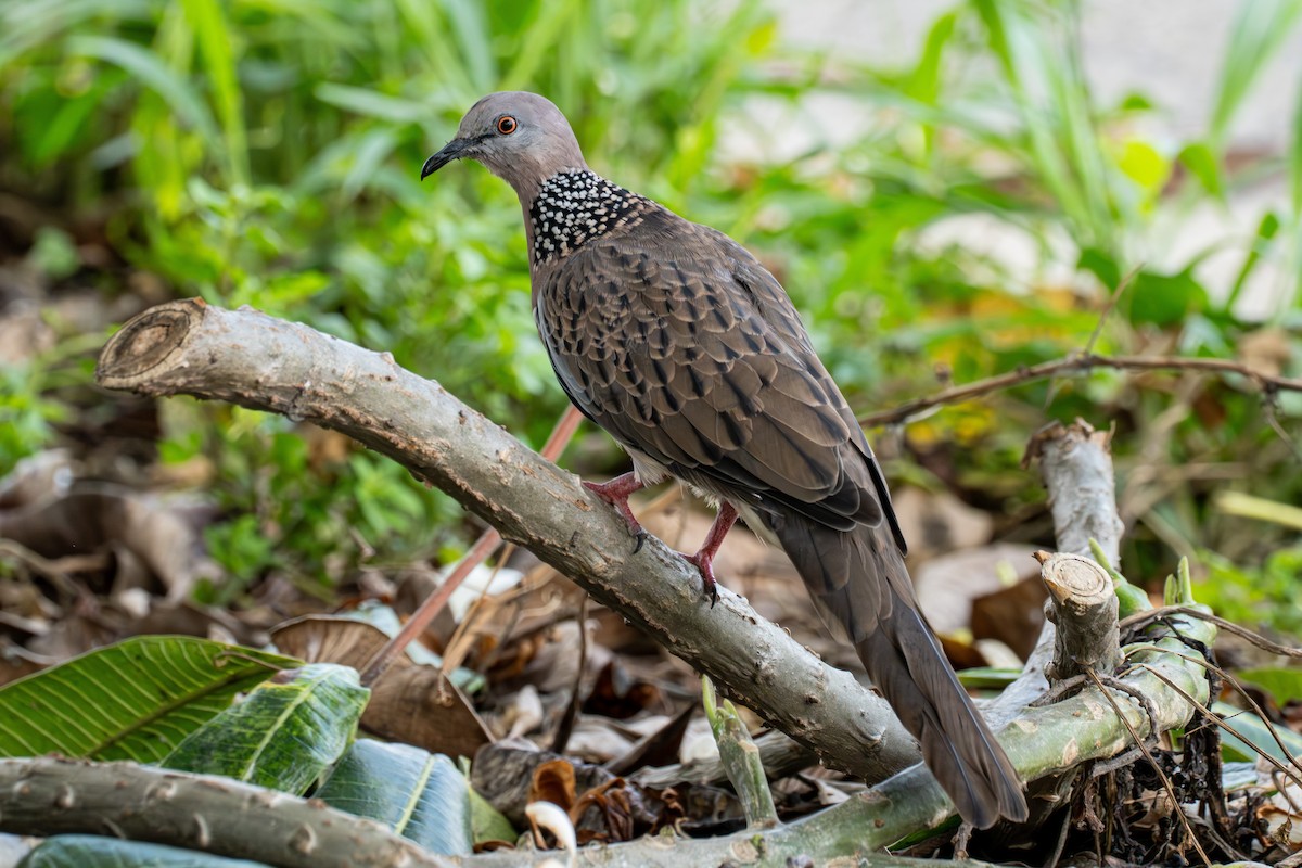 Spotted Dove - ML600435521