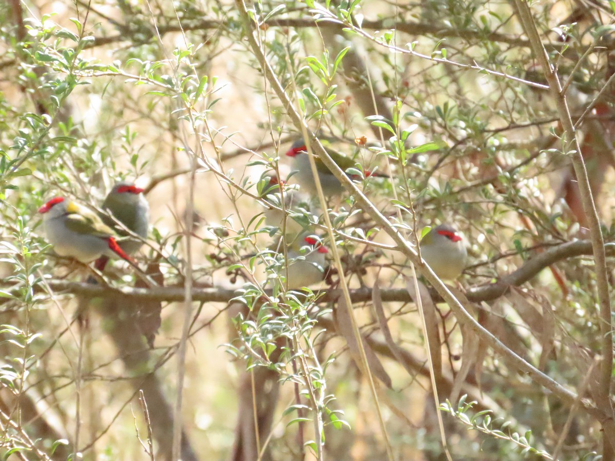 Red-browed Firetail - ML600438371