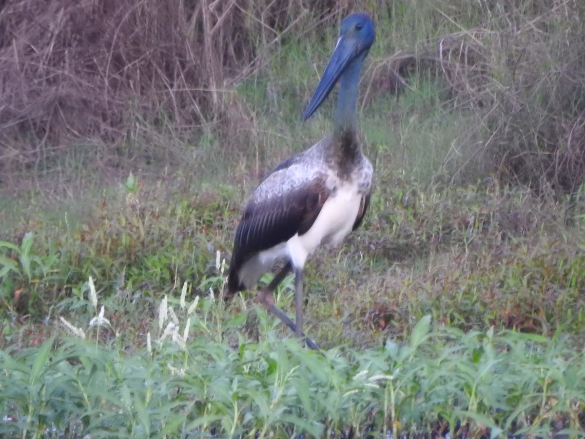 Black-necked Stork - ML600445401